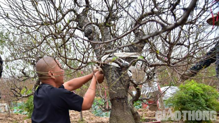 Cũng theo ông Thành, vườn đào có khoảng 500 gốc, mở cửa đón các thương lái ở các tỉnh từ đầu tháng. Nếu từ nay đến Tết thời tiết ủng hộ theo đúng như “kịch bản” chăm sóc đào của ông thì gia đình thu về khoảng vài trăm triệu đồng.