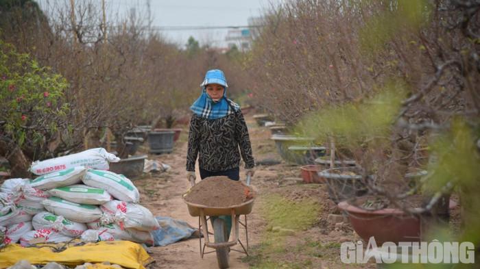 Người dân trồng đào ở thời điểm này vừa lo âu vừa hối hả chuẩn bị các công đoạn cuối cùng khi thời tiết vẫn còn diễn biến thất thường.