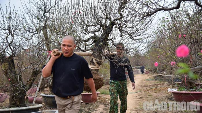 “Thời tiết năm nay rét muộn kèm với nắng nên đào nảy lộc rất nhanh, người dân lại mất công tuốt lá tới 2 lần. Bây giờ chủ yếu các nhà vườn ngoài chăm sóc cây còn đón khách đến mua và đánh gốc vận chuyển”, ông Thành, chủ vườn đào ở phường Nhật Tân chia sẻ.