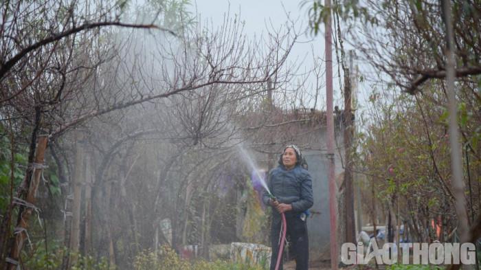 Theo chia sẻ của các nhà vườn, do thời tiết năm nay thất thường nên các nhà vườn đang cố gắng kiểm soát những công đoạn cuối như tuốt lá, tưới cây, đánh gốc,... để cho hoa đào nở to, đẹp vào đúng dịp Tết.