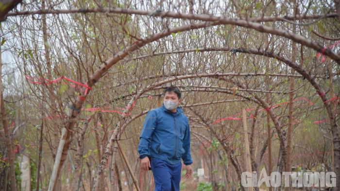 Nhiều nhà vườn cũng cho biết, dịch bệnh được kiểm soát, nhu cầu của người dân tăng “chóng mặt” nên giá đào năm nay cao hơn gấp 1,5 lần so với năm ngoái. Hiện tại vườn có nhiều mức giá khác nhau, cây vừa có giá 5-7 triệu đồng, có cây 50-80 triệu đồng thậm chí có cây vài trăm triệu đồng tùy dáng, thế và đường kính của gốc đào.