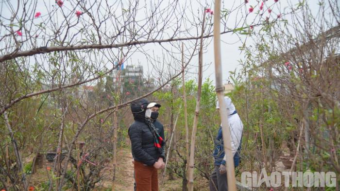 Tranh thủ từ Nam Định lên ngắm đào buôn, chị Nguyễn Thị Loan (Vụ Bản, Nam Định) cho biết, đào năm nay chưa thể nhận định đẹp hơn năm ngoái vì còn phụ thuộc nhiều vào thời tiết. “Hiện tôi chưa chọn được đào nên có thể phải thăm thêm nhiều vườn khác và xem thêm đợt nữa mới dám chốt”, chị Loan cho hay.