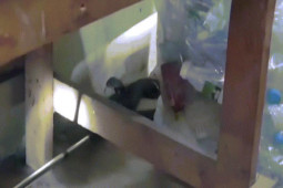 Video: Bàng hoàng phát hiện rắn hổ mang ”ẩn náu” trong nhà