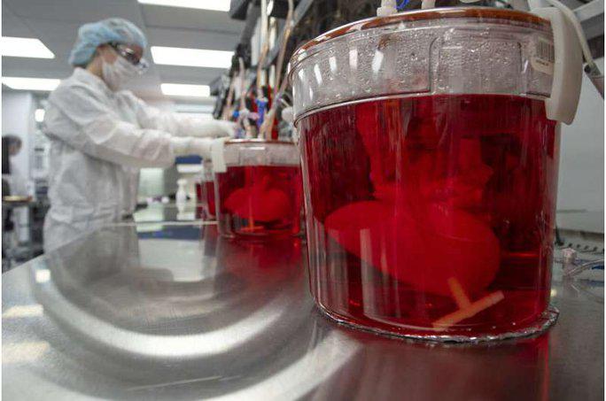 Mỹ: Hóa kiếp gan heo để cấy ghép cho người - 2