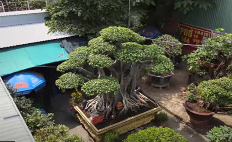 Shocked at the shape of a super bonsai raised for 12 years, the giants paid millions of dollars and did not sell it - 1