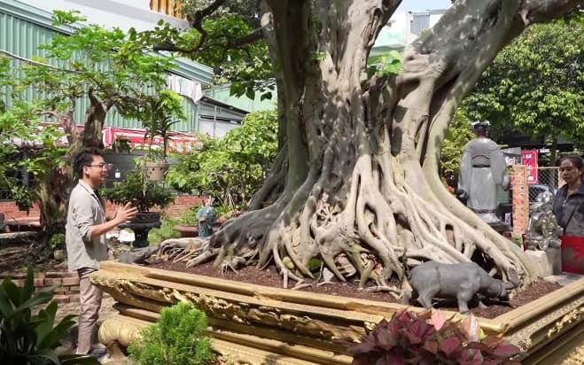 Amazed at the shape of a super bonsai raised for 12 years, the giants paid millions of dollars and did not sell it - 3