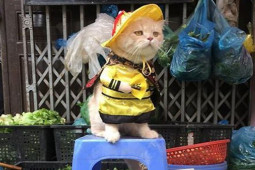 Truyện cười - Nghèo thì nghèo, dứt khoát phải mặc cả cho xứng với ngày Xuân ngày Tết