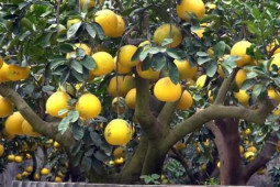 Thị trường - Tiêu dùng - Bưởi cảnh giá hàng chục triệu mỗi chậu phục vụ 'đại gia' mua về chơi Tết