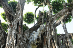 Thị trường - Tiêu dùng - Ly kỳ siêu cây cảnh của đại gia xứ Thanh được định giá 460 tỷ, có người mua không bán