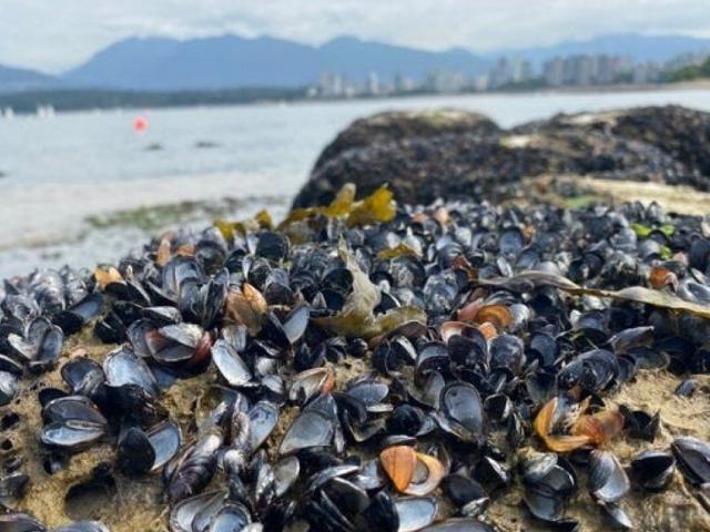 Canada: Nắng nóng kỷ lục, hàng triệu sinh vật biển bị ”luộc chín” 