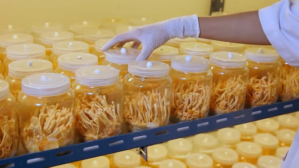 Lý do Đông trùng hạ thảo Thái Minh được nhiều người tin dùng - 2