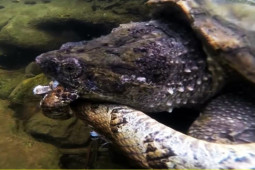 Media - Thót tim với hàng loạt cảnh tượng thú dữ đại chiến, hạ sát rắn