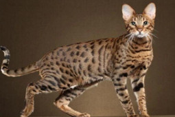 Thị trường - Tiêu dùng - Giống mèo đắt nhất hành tinh, giá lên tới vài tỷ đồng