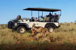 Media - Linh dương bị bầy chó hoang truy sát, cắn xé kinh hoàng