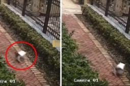 Bạn trẻ - Cuộc sống - Nhờ shipper đặt đồ ăn trước cửa nhưng không thấy túi đồ đâu, cô gái vui vẻ khi biết thủ phạm