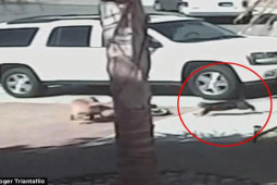 Thế giới - Những chú mèo thông minh cứu chủ thoát chết kỳ diệu