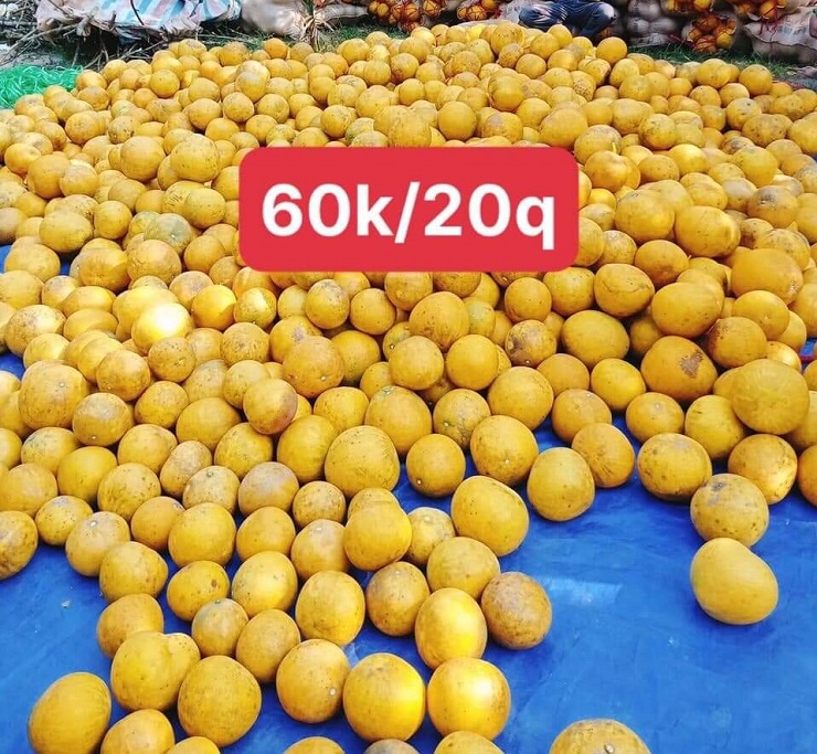 Giá rẻ như cho nên tiểu thương thường bán theo bao từ 20-50 quả. (Ảnh: Thanh Loan).