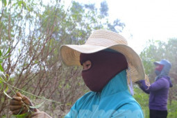 Thị trường - Tiêu dùng - Mục sở thị nghề "hái ra tiền" dịp Tết