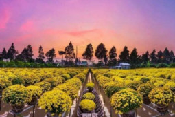 Du lịch - Đổi gió với 5 địa điểm vui chơi ngày Tết đậm chất miền Tây