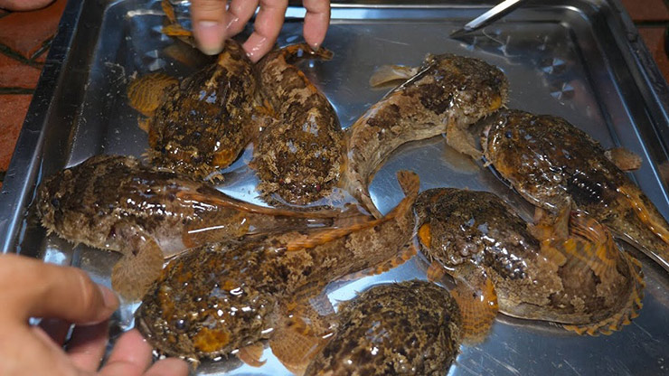 Cá mao ếch phân bố ở Ấn Độ, Philippine, Campuchia và Việt Nam
