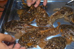 Loại cá ở Việt Nam trước nhiều người không dám ăn thử, nay là đặc sản 600.000 đồng/kg