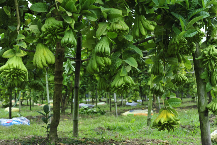 The Buddhist village in the heart of Hanoi is busy with the harvest season to serve the Lunar New Year - 1