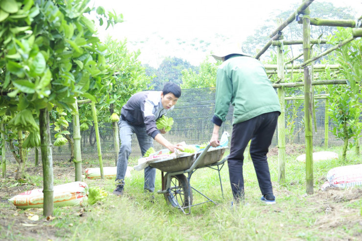 The Buddhist village in the heart of Hanoi is busy with the harvest season to serve the Lunar New Year - 6