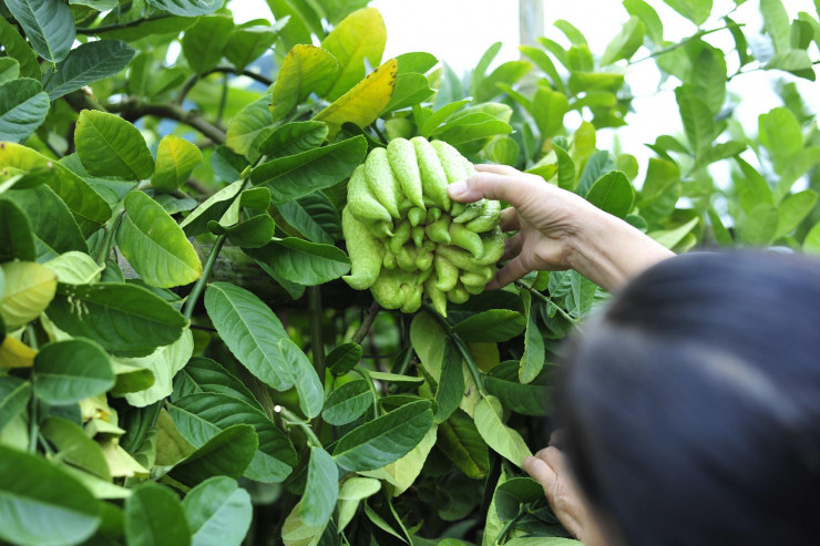 The Buddhist village in the heart of Hanoi is busy with the harvest season to serve the Lunar New Year - 3