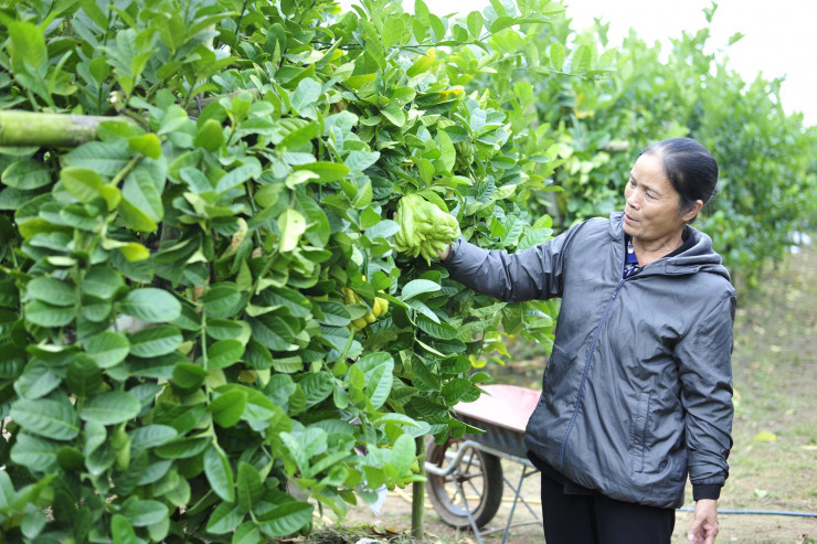 The Buddhist village in the heart of Hanoi is busy with the harvest season to serve the Lunar New Year - 10