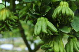 Thị trường - Tiêu dùng - Làng Phật thủ giữa lòng Hà Nội tất bật vào vụ thu hoạch phục vụ Tết Quý Mão