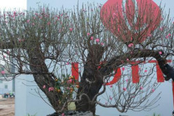 Thị trường - Tiêu dùng - Đào rừng 'khủng', giá bán hơn 100 triệu đồng/chậu đồng loạt 'xuống phố', phục vụ người Hà Nội chơi Tết