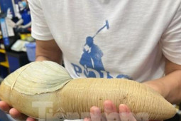 Thị trường - Tiêu dùng - Ốc vòi voi vàng ăn Tết giá gần 5 triệu đồng một con vẫn ''cháy hàng''