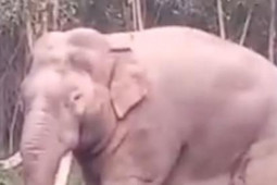 Tin tức trong ngày - CLIP: Phát hoảng khi voi ngà lệch đi dạo quanh bìa rừng Đồng Nai ngày cuối năm