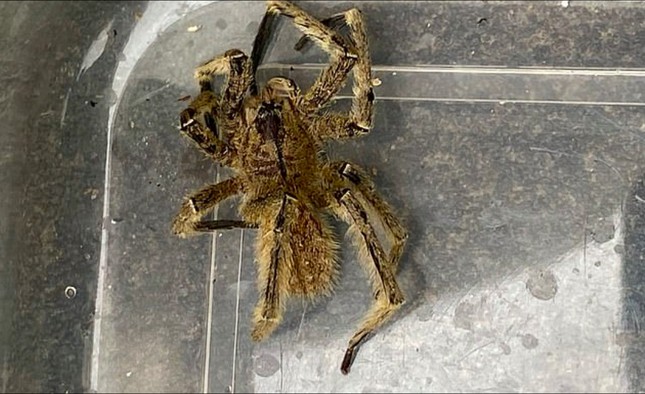 Nhện chuối là một trong những loài nhện độc nhất thế giới. (Ảnh: Daily Mail)