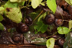 Thị trường - Tiêu dùng - "Lộc trời" ở Việt Nam bò ra từ trong hang đá, giá 250.000/kg, dân bắt về bán thành đặc sản hiếm