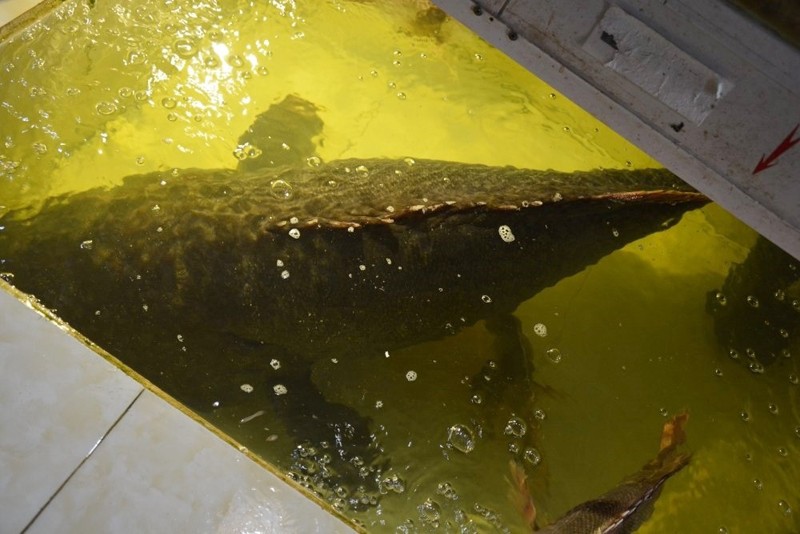 Những con cá mú nặng hàng trăm kg về đến Hàng Dương Quán vẫn bơi lội. (Ảnh: Đại Việt)