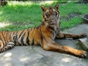 Tin vịt: Hổ báo lấy vợ vào rồi cũng... nhũn hết