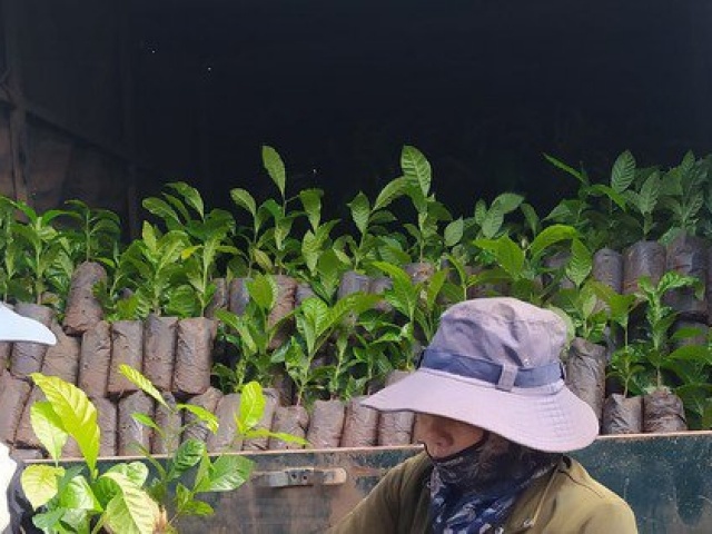 Thị trường - Tiêu dùng - Giá cao kỷ lục, cây giống "cháy" hàng, cảnh báo việc phá rừng trồng cà phê