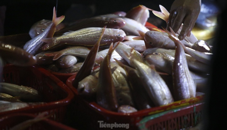 Ngư dân Hà Tĩnh vươn khơi thu ''lộc biển'' sau đợt mưa lớn - 11