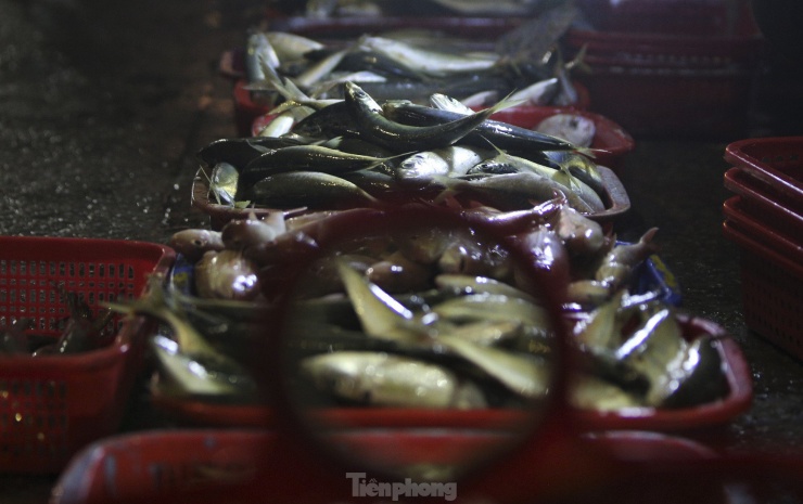 Ngư dân Hà Tĩnh vươn khơi thu ''lộc biển'' sau đợt mưa lớn - 12