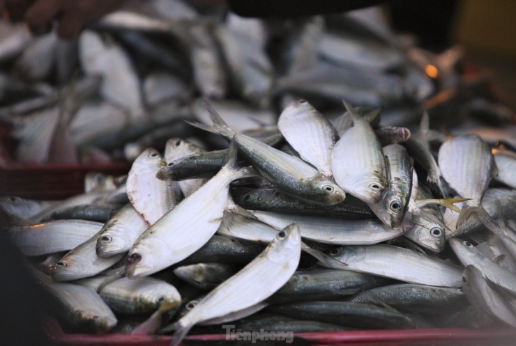 Ngư dân Hà Tĩnh vươn khơi thu ''lộc biển'' sau đợt mưa lớn - 13