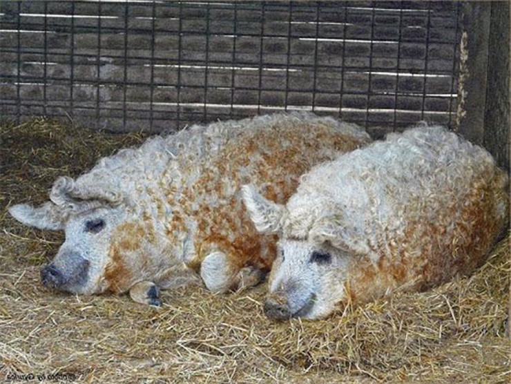Lợn Mangalica có bộ lông xoăn, dày, xù xì trông giống con cừu, đây là loài lợn quý hiếm ở Hungary
