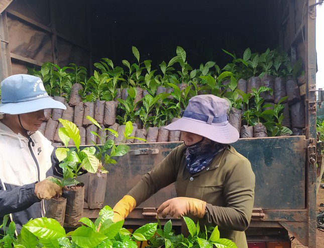 Nông dân mua cà phê giống.