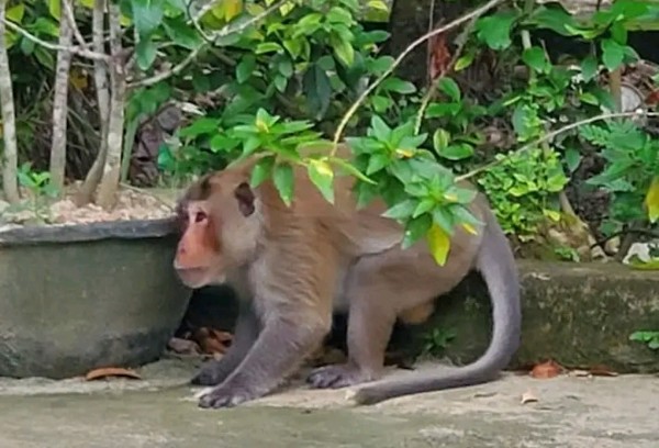 Con khỉ hoang bị truy đuổi đã rớt xuống khu vực công ty trong khu công nghiệp Hòa Phú.