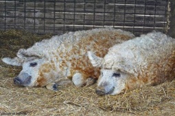 Thị trường - Tiêu dùng - Giống lợn được coi là "bảo vật" ngon nhất thế giới, từng có nguy cơ tuyệt chủng, nay giá đắt đỏ