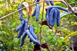 Thị trường - Tiêu dùng - Loại quả tím đen gớm ghiếc, bị gọi là "ngón tay quỷ" nhưng giá cả và hương vị gây "choáng"