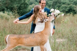 Tranh vui - Những "kẻ phá đám" ảnh cưới cực hài