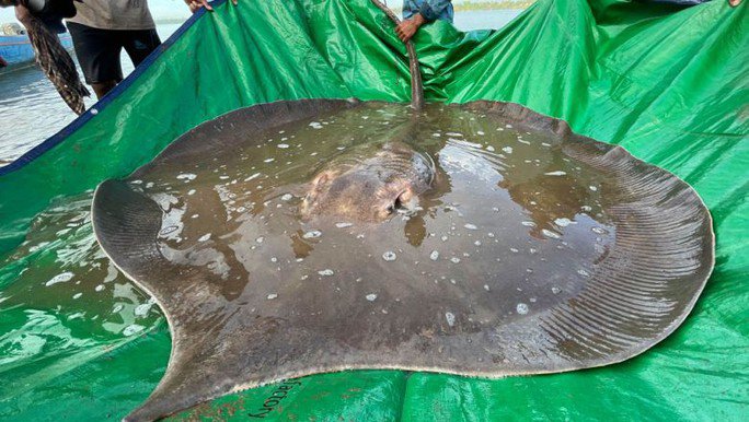 Con cá đuối được sách kỷ lục Guinness ghi nhận cá nước ngọt lớn nhất thế giới. Ảnh: Wonders of the Mekong