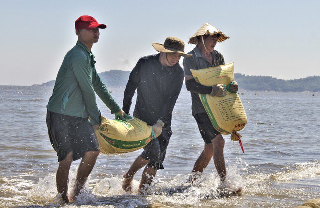 Lúc này những người trên bờ sẽ đóng vào bao tải, đưa lên xe đến nơi tập kết, bán cho thương lái.