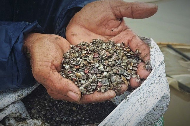 Người dân đổ xô ra biển vớt ''lộc Trời'', ngày kiếm tiền triệu - 3